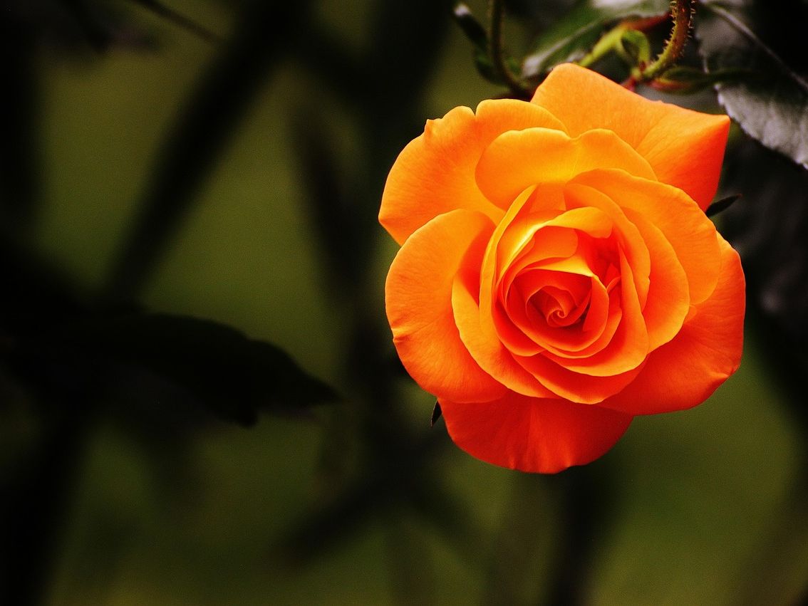 Orange jaki numer do konsultanta warto znać